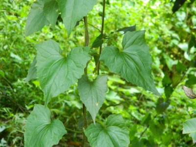 小花蔓澤蘭葉近照